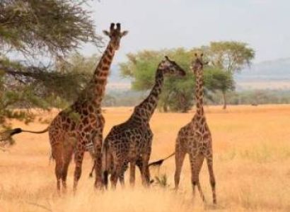 4 Days Tarangire National Park - Ngorongoro Crater - Lake Manyara Tour