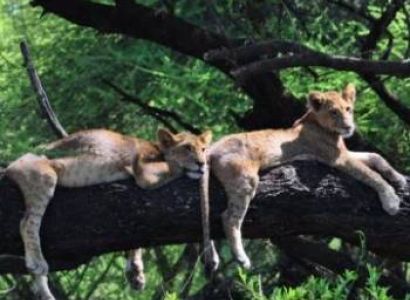 4 Days Arusha - Tarangire - Lake Manyara - Ngorongoro Crater Tour