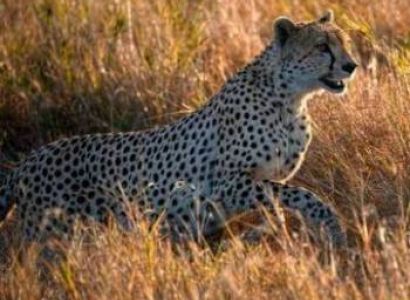 5 Days Lake Manyara - Serengeti - Ngorongoro Crater Tour