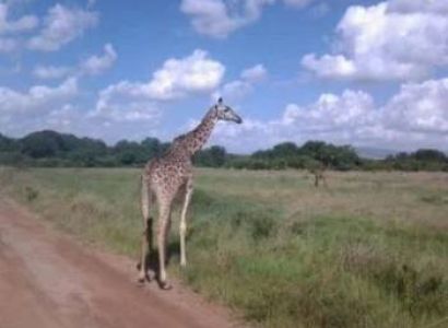 5D Lake Manyara - Serengeti - Ngorongoro Crater Tour