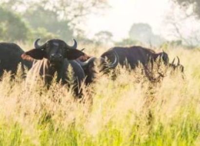 6 Days Tarangire - Lake Manyara - Ngorongoro And Serengeti National Parks Tour