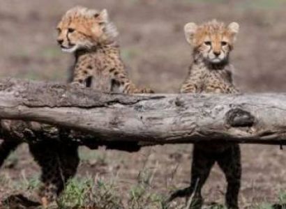 6 Days Lake Manyara - Serengeti - Ngorongoro Crater - Tarangire Tour