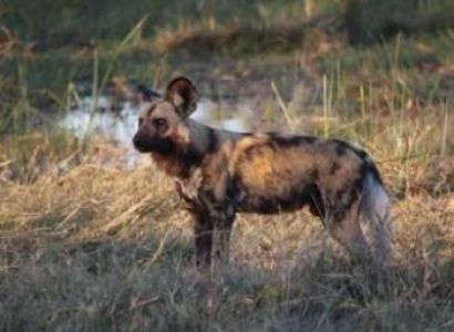 7 Days Lake Manyara - Serengeti - Ngorongoro Crater - Tarangire Tour