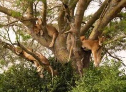7 Days Lake Manyara - Serengeti - Ngorongoro Crater - Tarangire Package