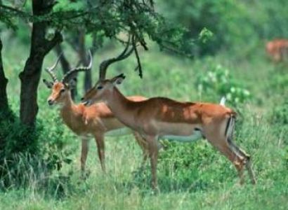 8 Days Lake Manyara - Serengeti - Ngorongoro Crater - Tarangire Tour
