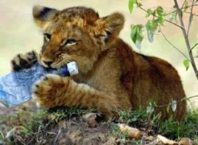 8 Days Lake Manyara - Serengeti - Ngorongoro Crater - Tarangire Package