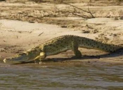 2 Days Nyerere National Park Tour