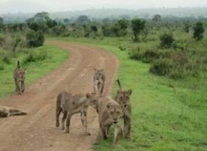 3 Days Mikumi National Park Including Maasai Culture Tour