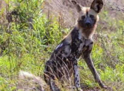 3 Days Nyerere National Park Tour