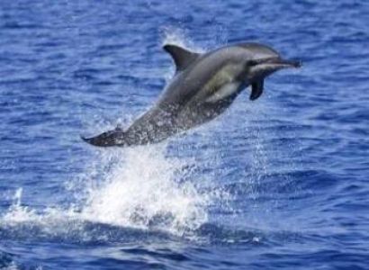 3 Days Dolphin Package
