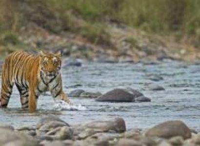 3 Night - 4 Days Jim Corbett Safari Tour
