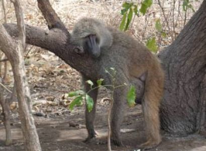 3 DAY LUXURY SAFARI TO LAKE MANYARA NGORONGORO CRATER AND TARANGIRE