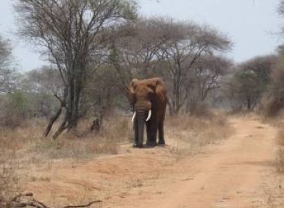 Lake Manyara National Park Safari Tour