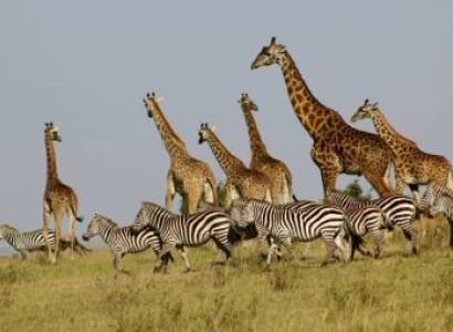 3-Day 2 Nights Masai Mara Safari Game Drive Adventure