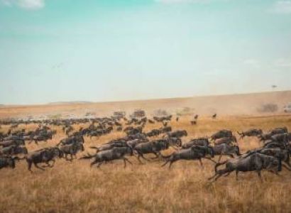 4-Day Explore Masai Mara Mid Range Package
