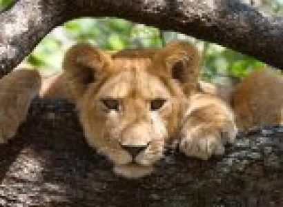 Serengeti Supreme 6 Days - 5 Nights Tour