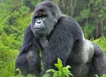 3 Days Uganda Gorilla Trekking Tour