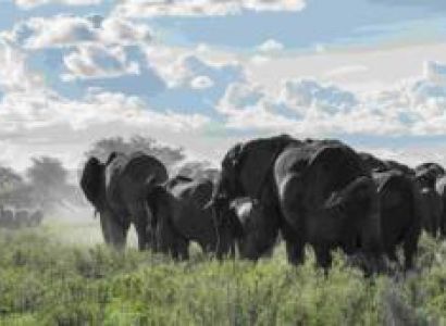 8 Days Safari Kilimanjaro-Arusha-Tarangire-Ngorongoro-Karatu-Serengeti-Zanzibar Tour