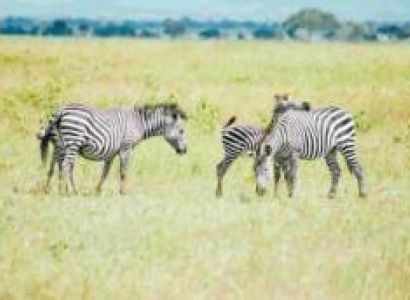4-Days Safari Mikumi - Ruaha From Dar es Salaam By Train