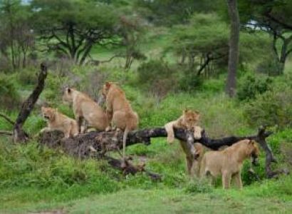3-Days Tarangire - Lake Eyasi And Ngorongoro Cultural Tour