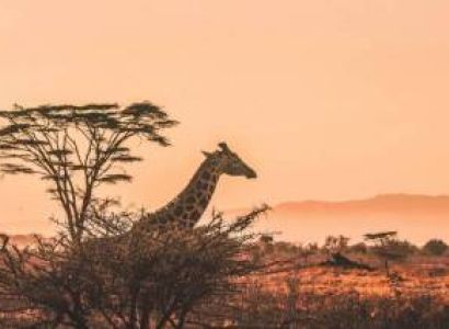 Kenya Safari Escape 4 Night - 5 Days Tour