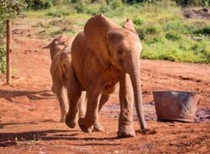 Half Day Tour To Nairobi National Park
