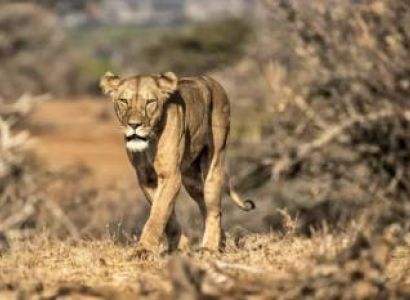 6 Days Northern Kenya And Beach Expedition Tour