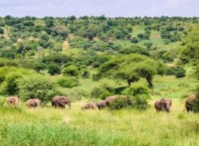 7 Days Kenya - Tanzania Safari Experience Tour