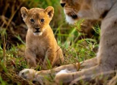Living Among Lions Tanzania Safari Tour