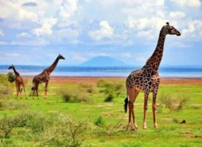 8 Days Essence Of Tanzania Luxury Safari Tour