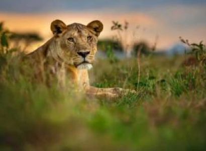 5 Days Northern Tanzania Circuit Safari Tour