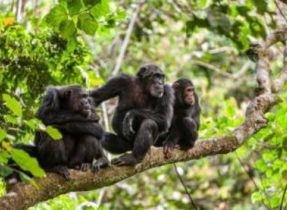 11-Day Chimpanzee - Lakes Expedition Tour