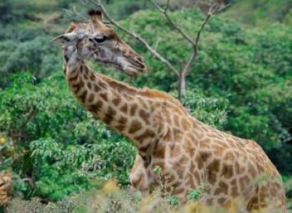 3 Nights 4 Days Serengeti National Park Tour