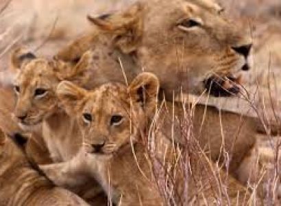4 Night - 5 Days Thorn Tree Safari Tour