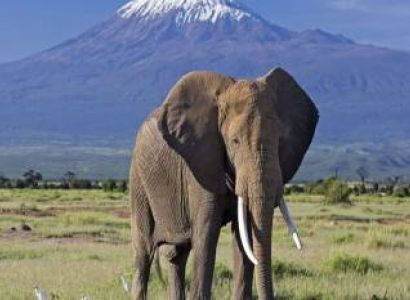 5 Night - 6 Days Kili Safari Tour