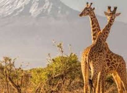 Porini Wilderness Experience - 6 Nights Driving And Flying Package
