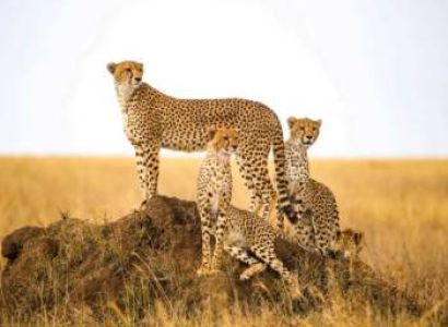 8 Day Wilderness Safari With Walking Expedition Tour
