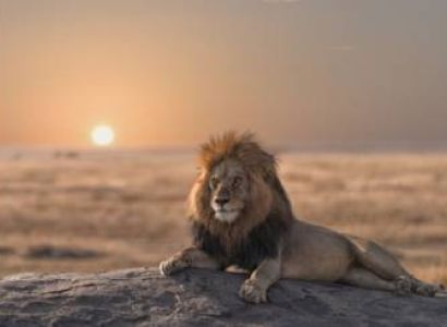 The Luxury Of The Royal African Safari Experience Tour