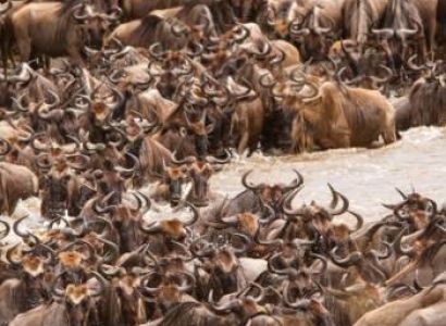 Wildbeest - The River Crossings - A Test Of Survival Tour