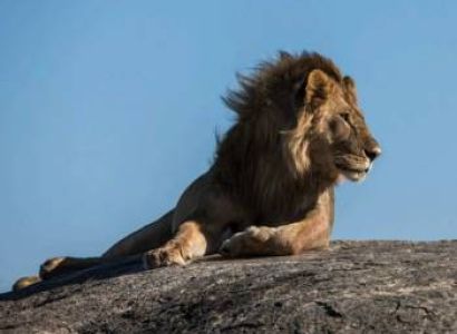 4-Day Fly In Zanzibar To Serengeti Tour