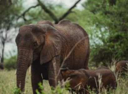 5 Days Midrange Safari Tour