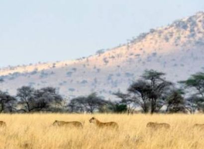 5-Day Tarangire - Serengeti - Crater - Budget Tour