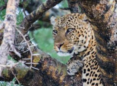 6 Day And 5 Night Tarangire NP - Ngorongoro And Serengeti Midrange Tour