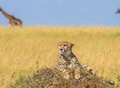 6 Day Discover Tarangire - Serengeti And Ngorongoro - Midrange Tour