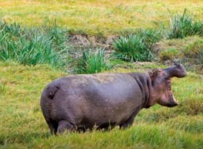 7-Day Midrange Tour Tarangire - Serengeti - Ngorongoro