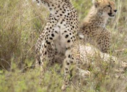 7-Day Premium All-Inclusive Family Safari Tour