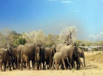 5 Days Selous Mikumi Private Tanzania Safari Tour