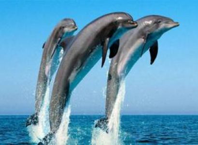 Kizimkazi Dolphin Tour