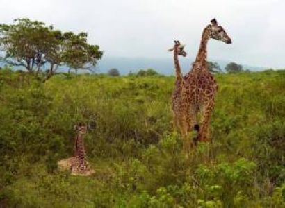 Day Trip - Selous Game Reserve