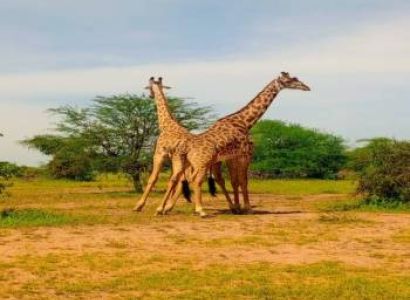 5 Days - 4 Nights Serengeti - Ngorongoro Safari Tour
